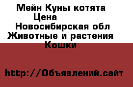 Мейн Куны котята › Цена ­ 15 000 - Новосибирская обл. Животные и растения » Кошки   